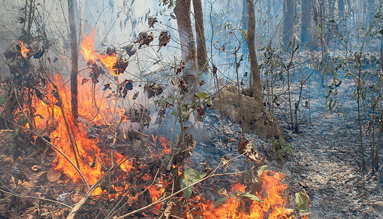 गुल्मीमा जडीबुटी उद्यानमा आगजनी गर्ने व्यक्ति पक्राउ