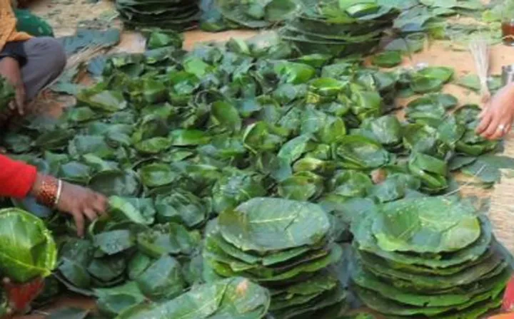 खेर गएको पातको दुनाटपरी आम्दानीको स्रोत बन्दै