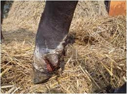 खोरेत मुक्त अभियान सञ्चालन गरिँदै