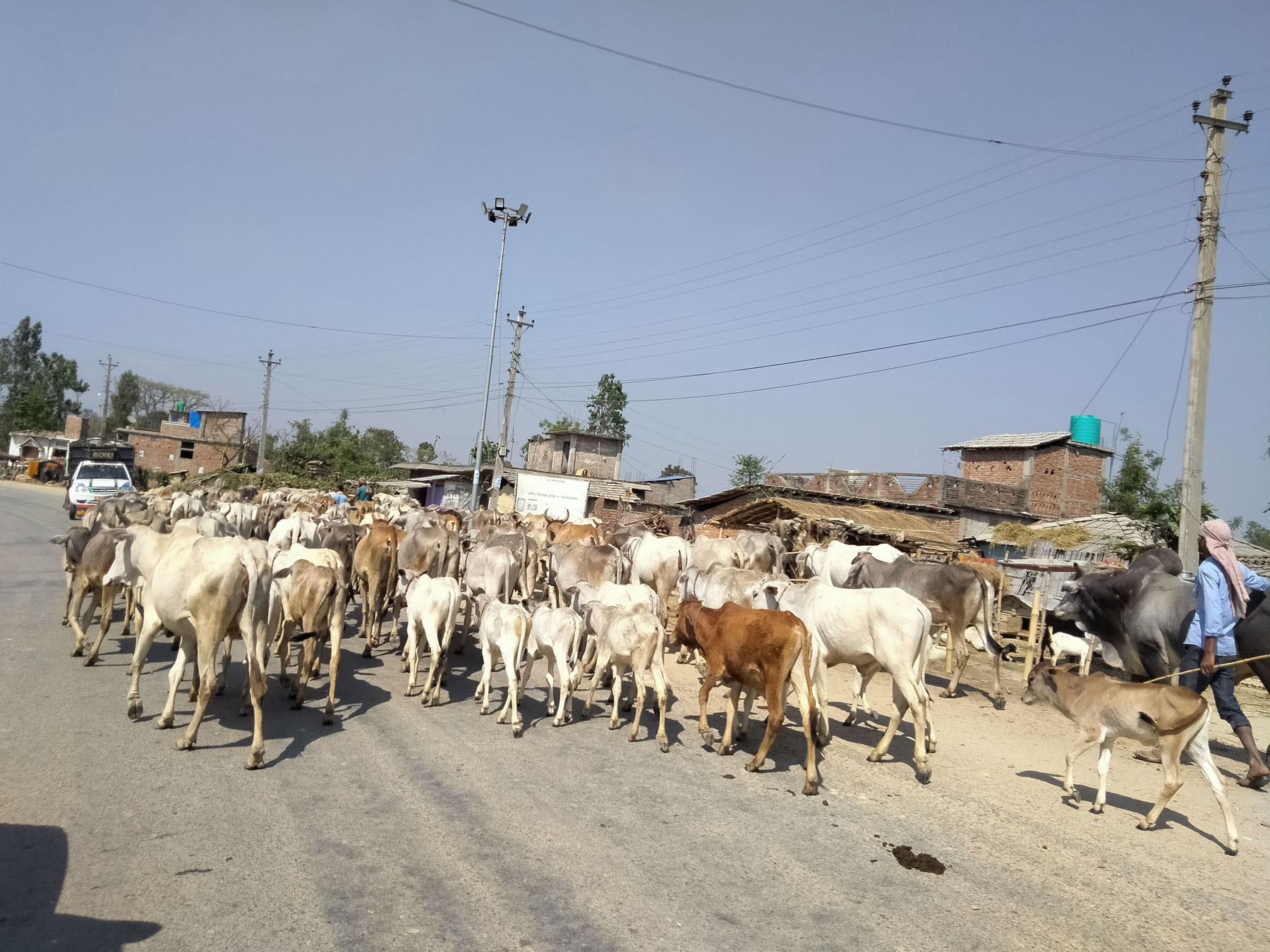 गाई चराउँदै जाँदै कृषक