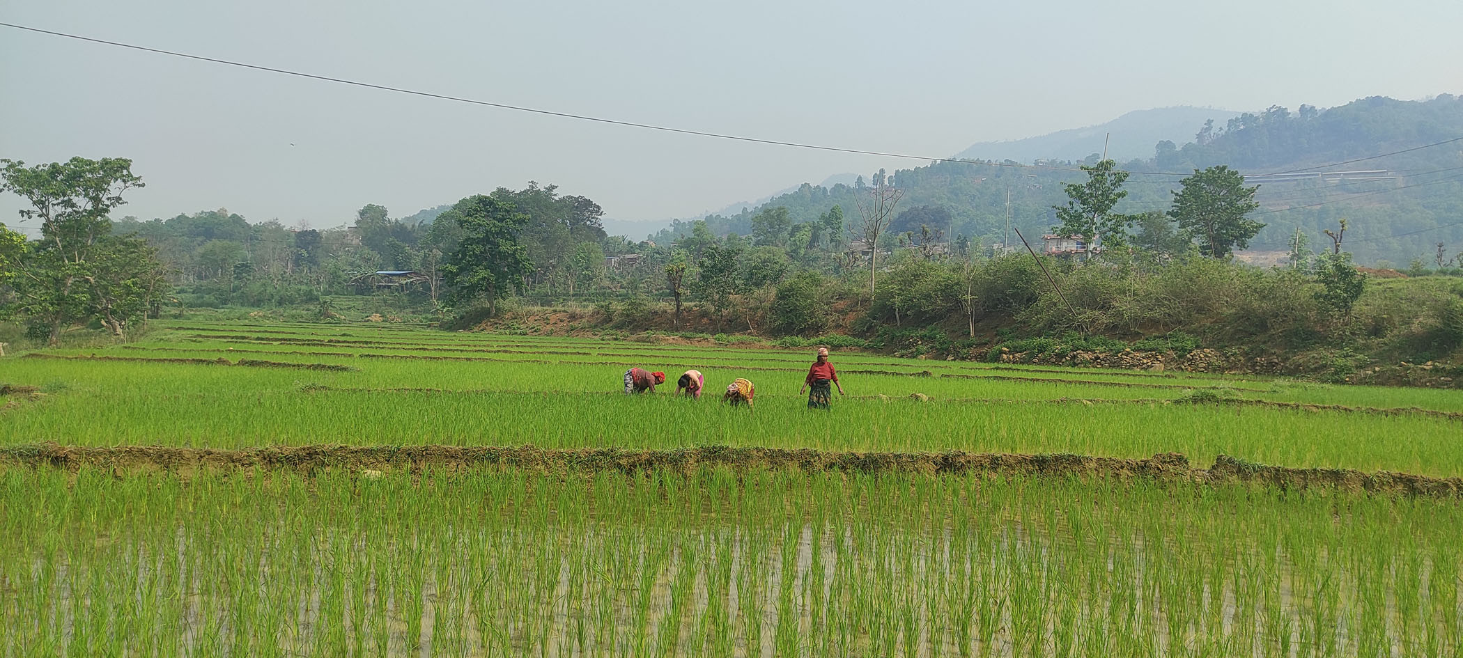 चैते धान गोडमेल