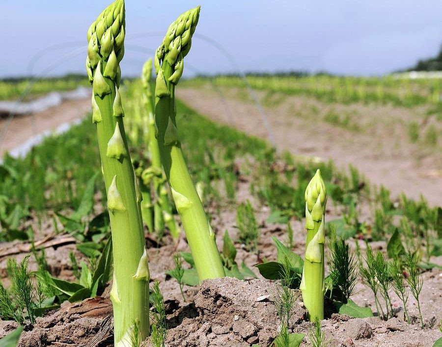 कुरिलो खेतीबाट मनग्य आम्दानी