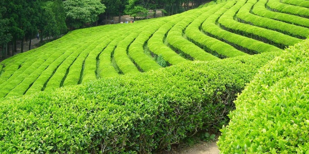 चिया निर्यात वृद्धि भए पनि कारोबारमा कमी