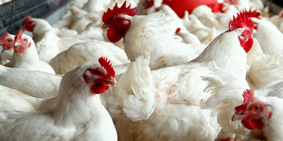 सुपारी र कुखुराको अवैध आयात रोक्न माग