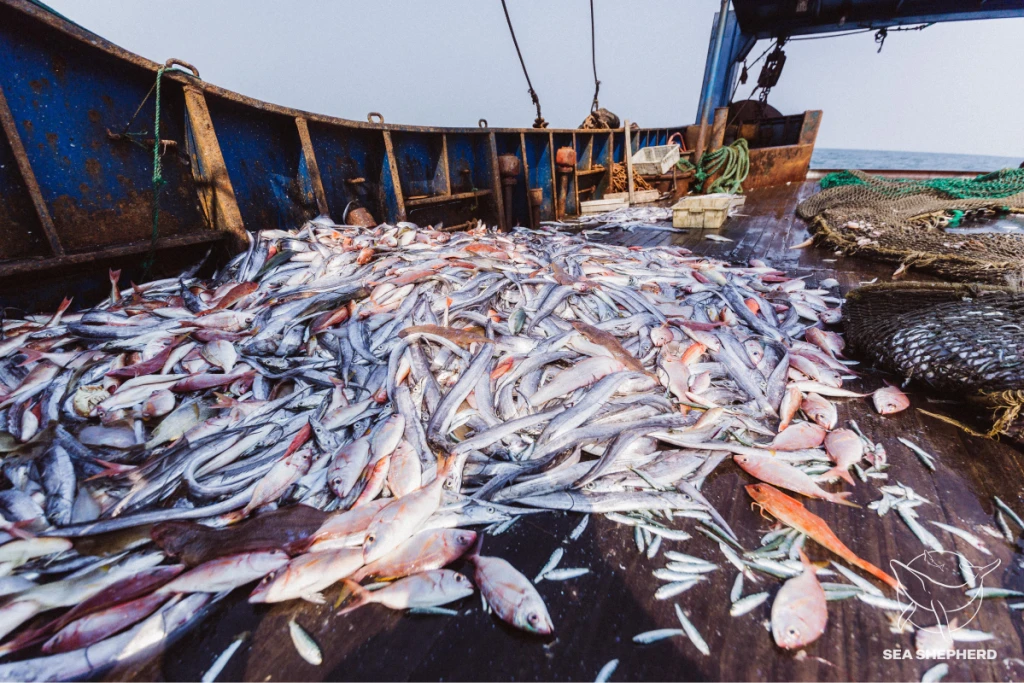 तापक्रम बढेसँगै बाका नदीका लाखौँ माछा मरे