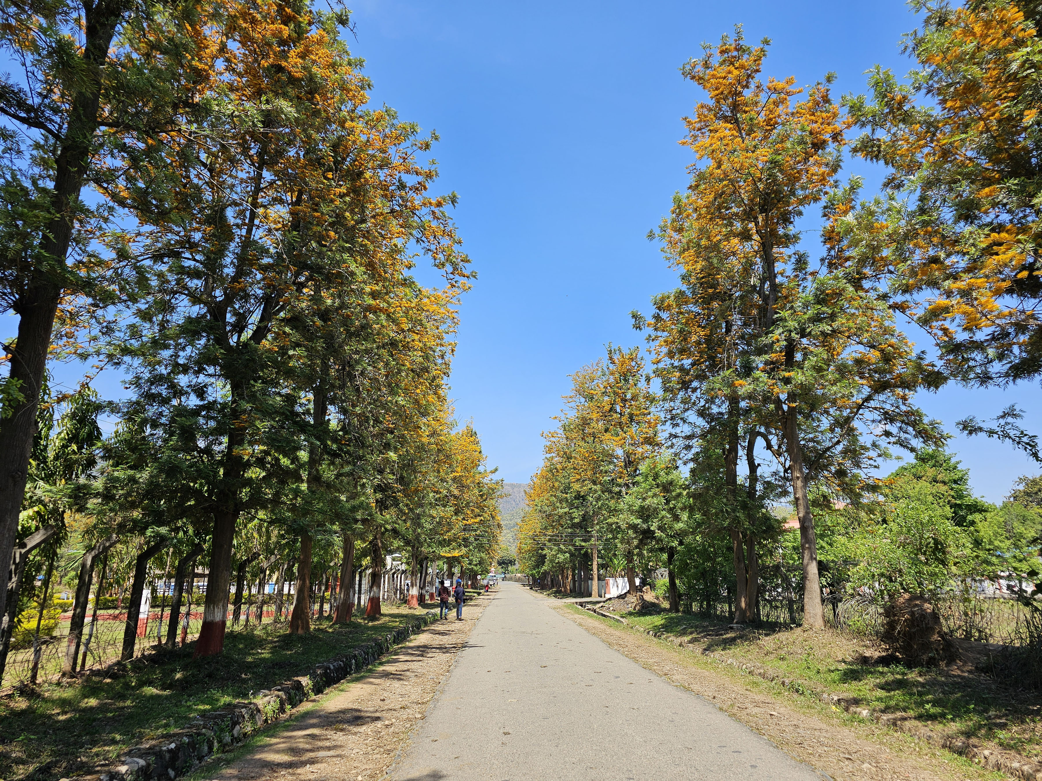 फुलेको काँयो सल्ला
