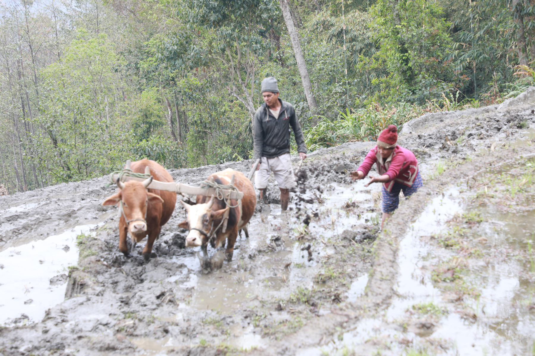 चैते धानका गोरु जोट्दै