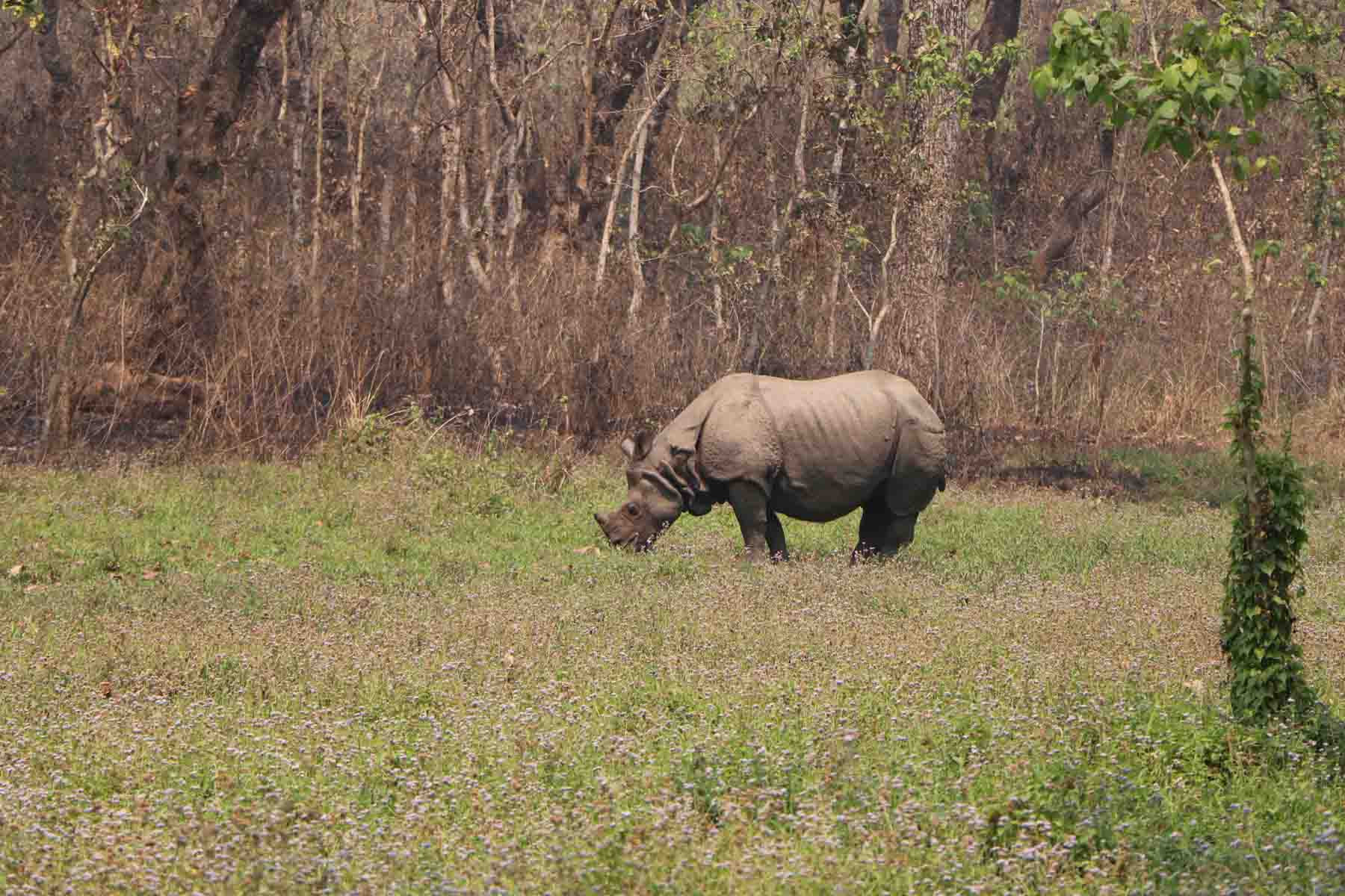 टिकौलीमा चर्दै गरेको गैँडा