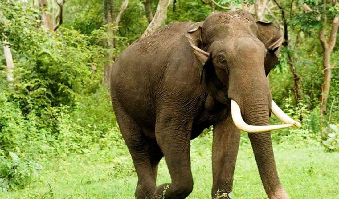 चुरेकाछमा जङ्गली हात्तीको त्रास