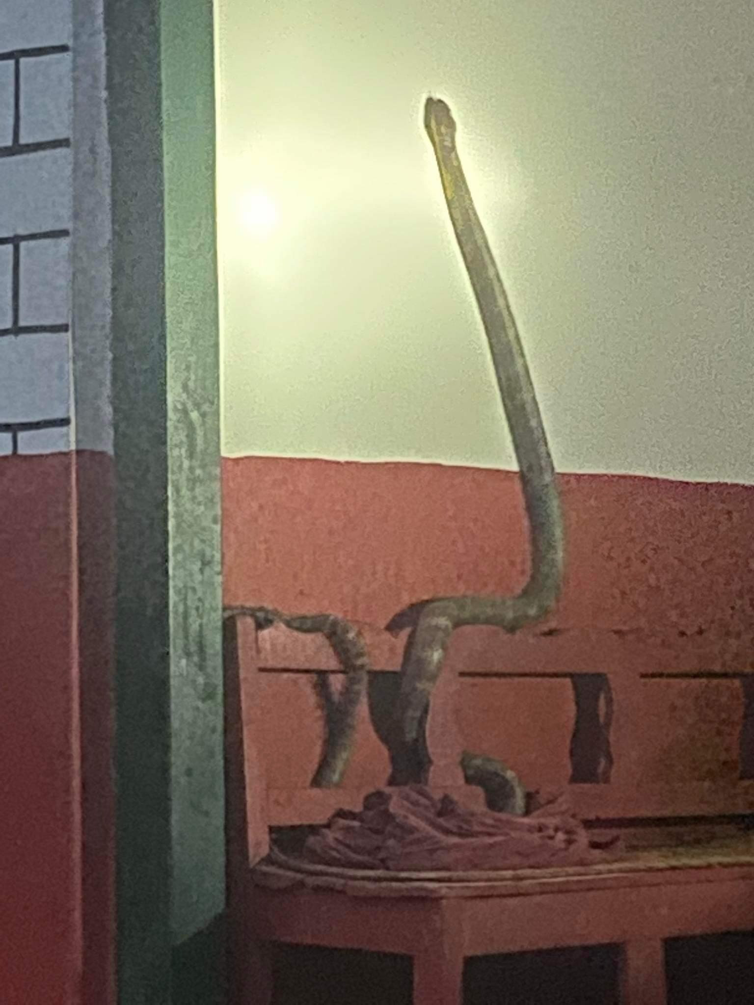 म्याग्दीको घतानमा भेटियो  दुर्लभ ‘किङ कोब्रा’