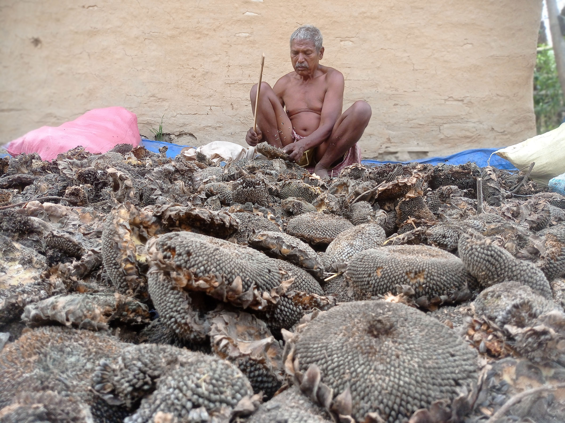 सूर्यमुखी फूल प्रशाेधन गर्दै किसान