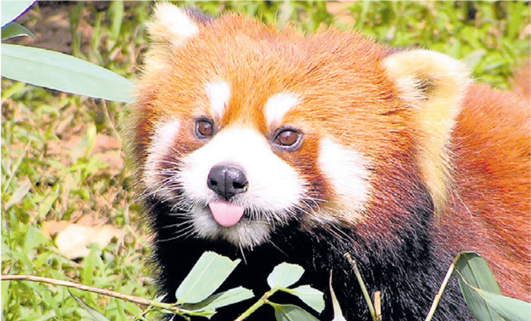 रसुवामा रेडपान्डा ट्रफी प्रतियोगिता