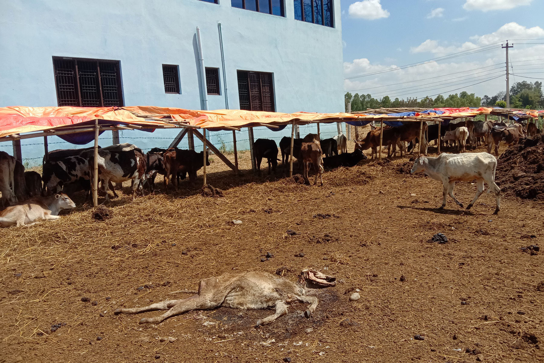 मर्न थाले चौपाया