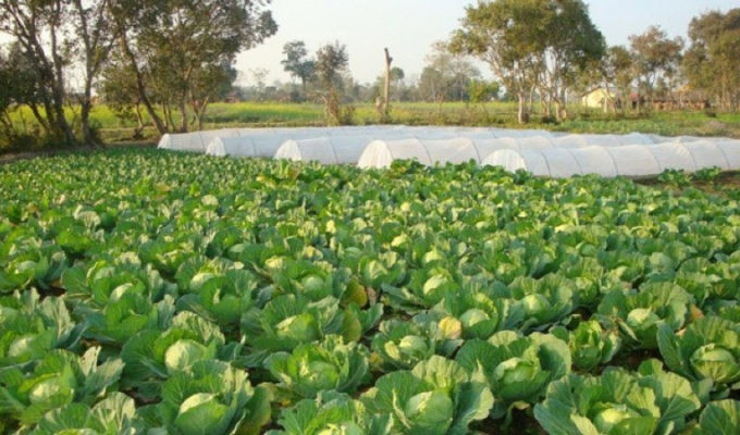 तरकारी खेतीबाट आत्मनिर्भर बन्दै स्वाराथोकका किसान