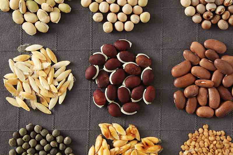 किसानलाई तरकारीको बीउ वितरण