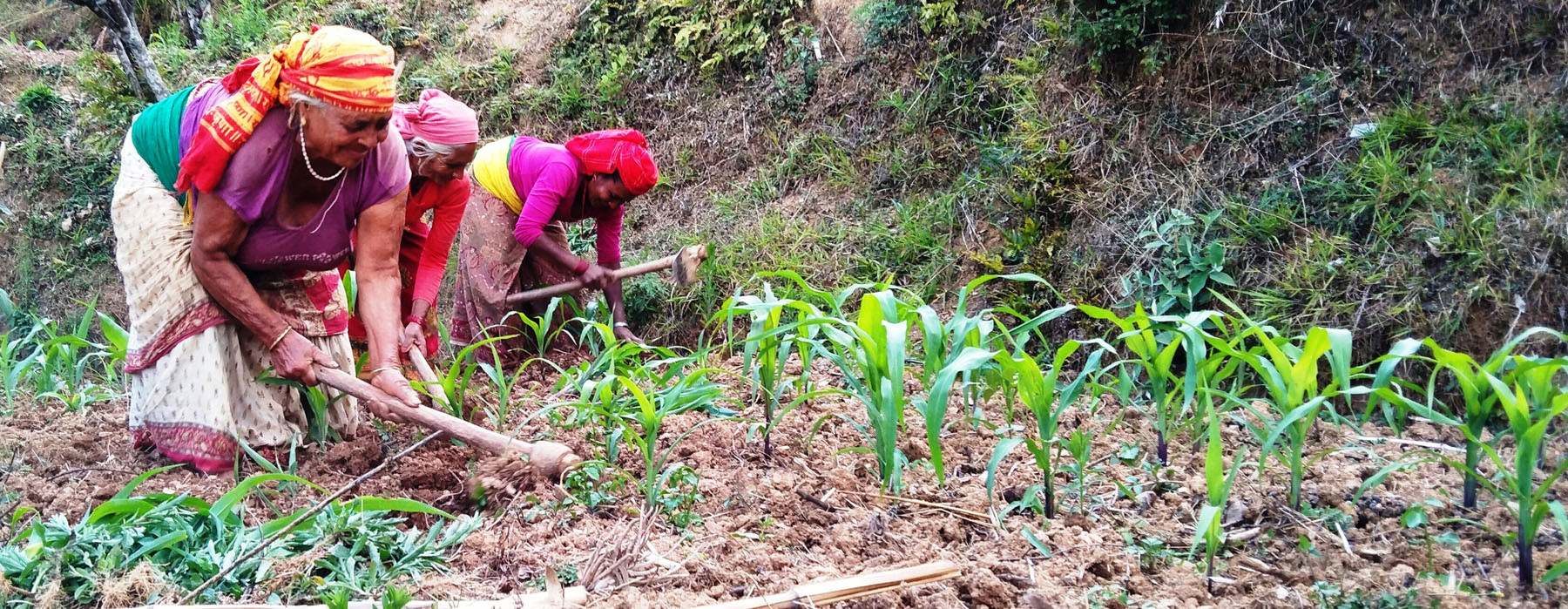 मकै गोड्दै महिला