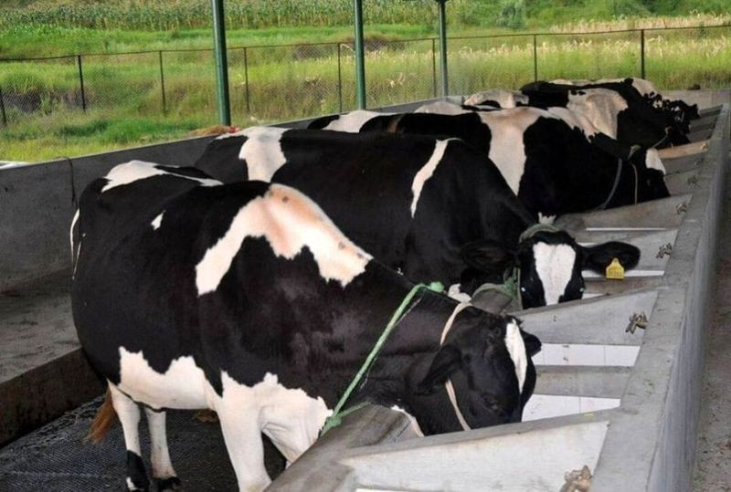 पशुपालनबाट आत्मनिर्भर बन्दै कृषक