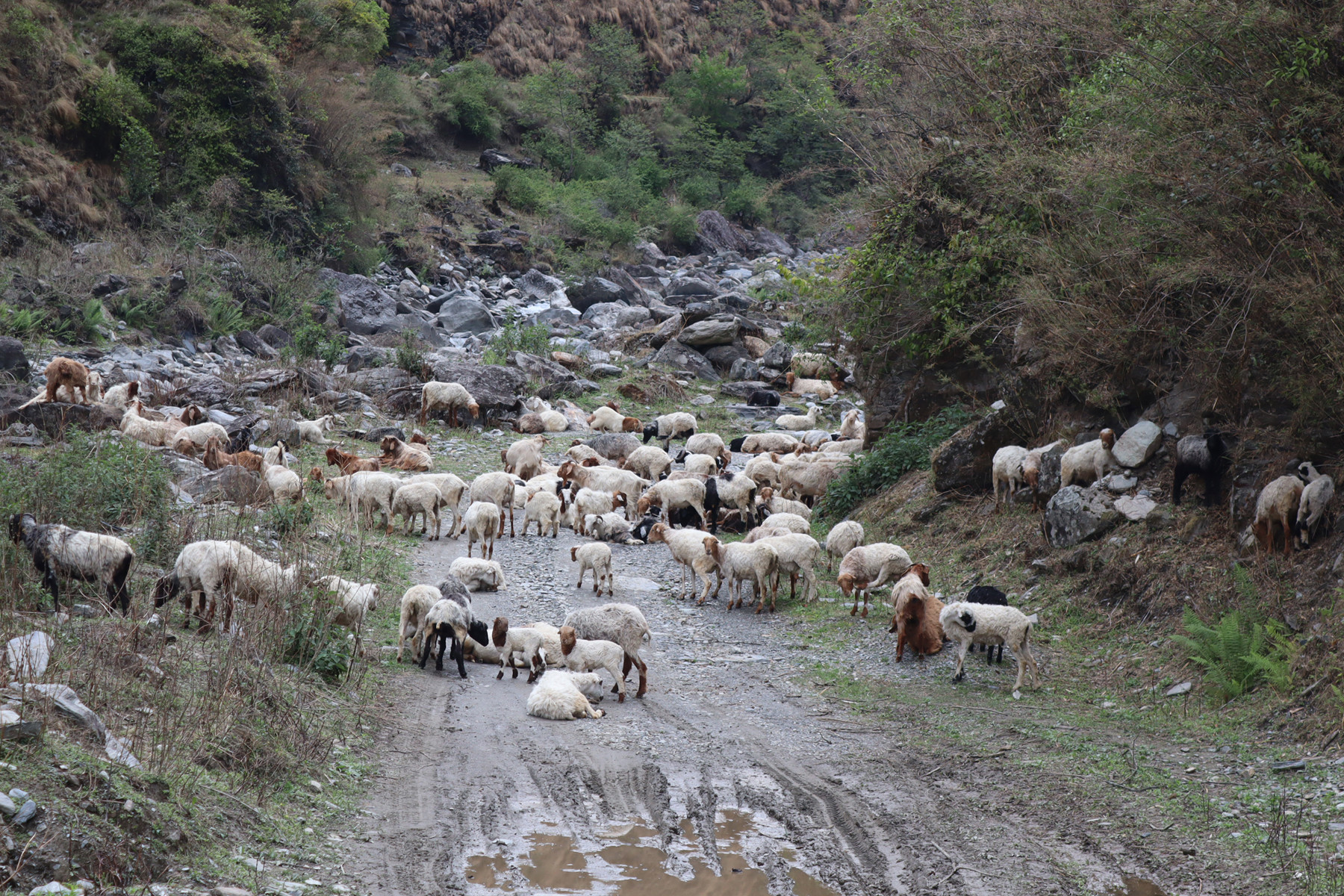 बुकी जाँदै भेडा