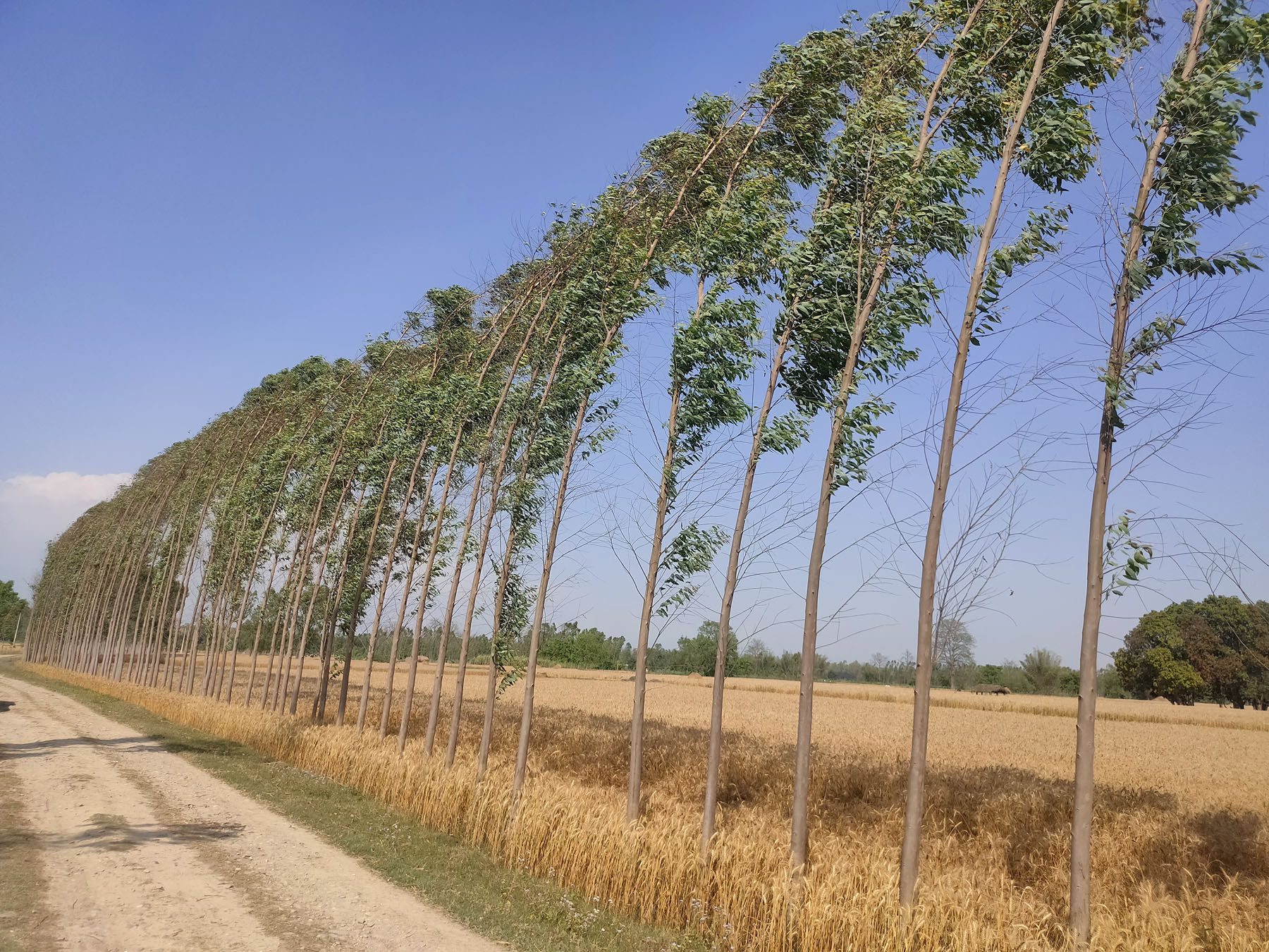 गहुँ खेतीसँगै लिप्टिस