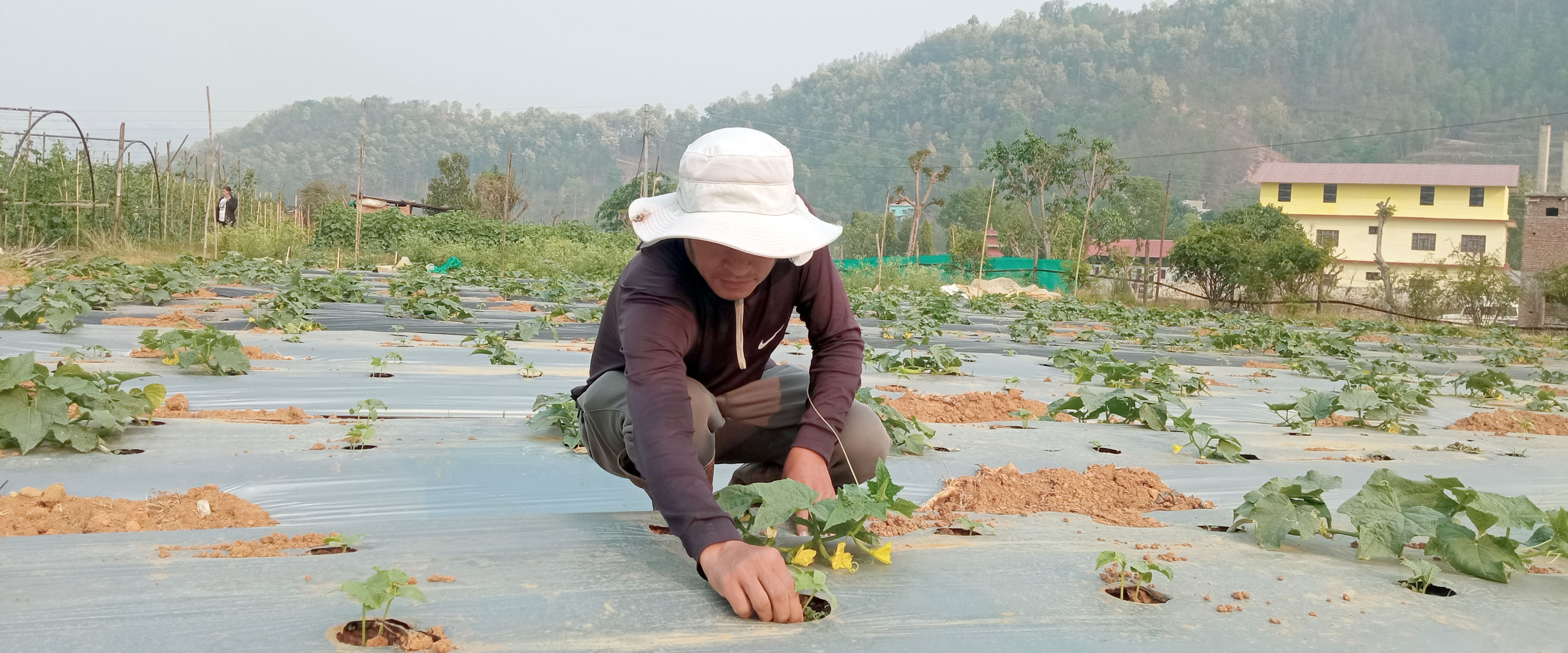 काक्रा खेती रेखदेख