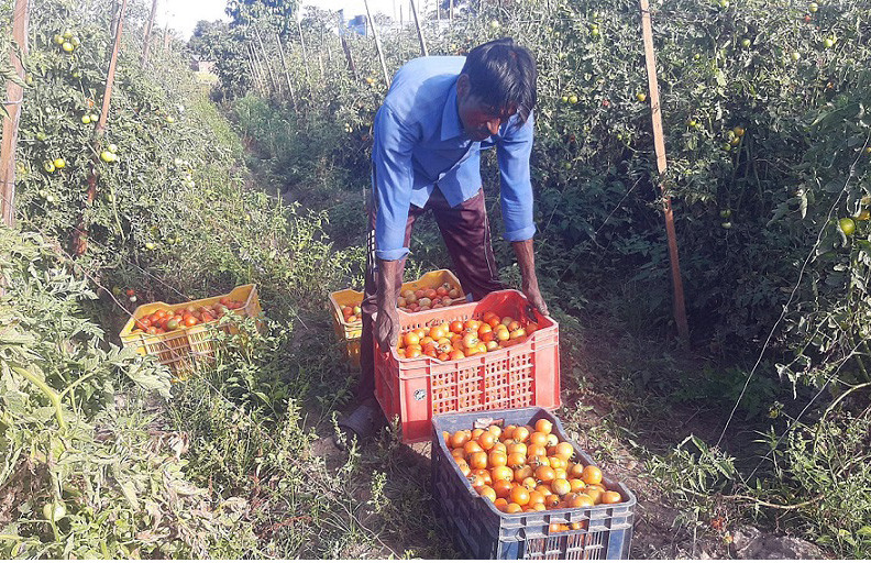 गोलभेंडा बजार लैजाने तयारी