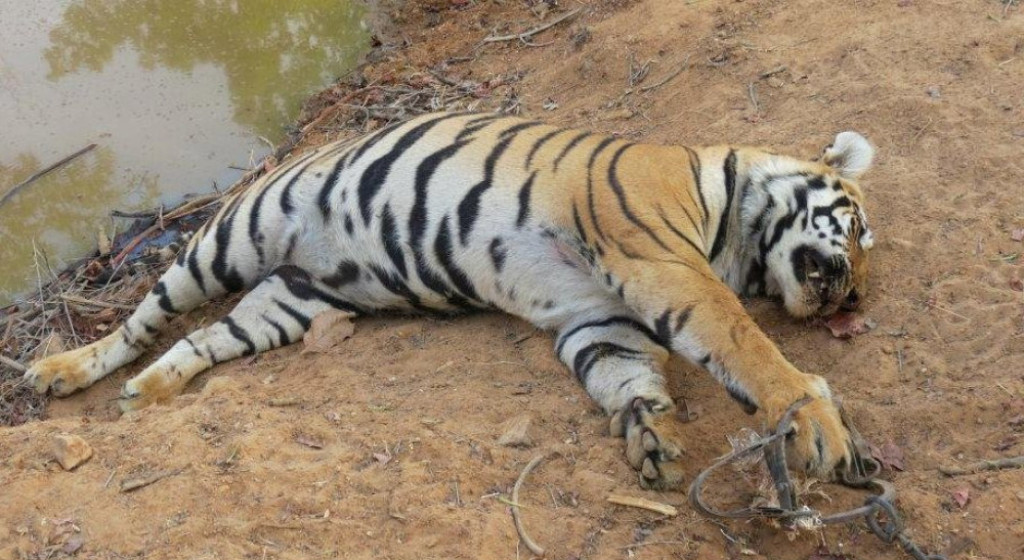 एउटा पाटेबाघ मृतावस्थामा फेला