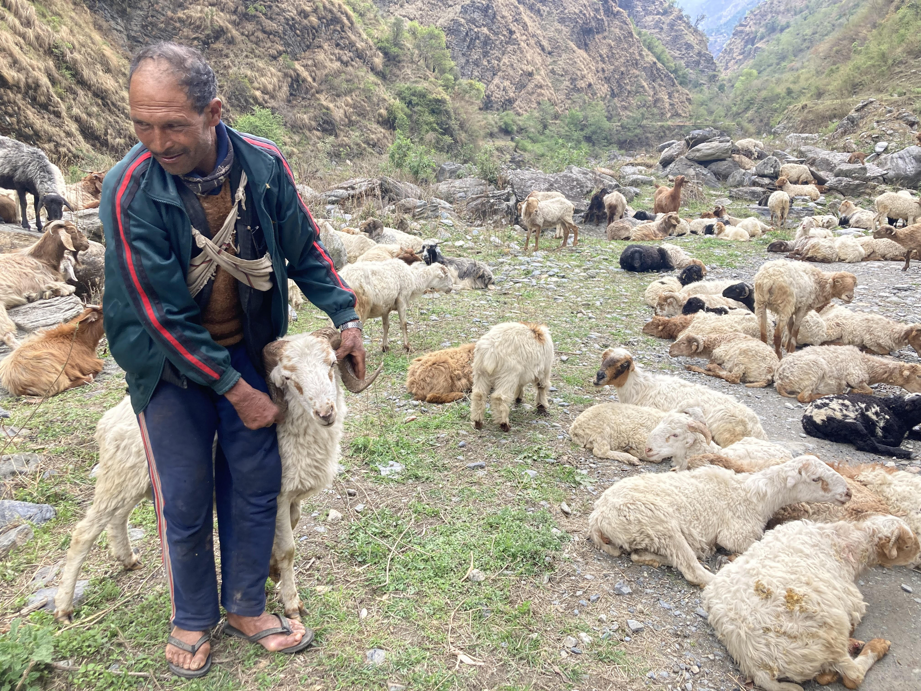 खुङ्खानीमा भेडापालन