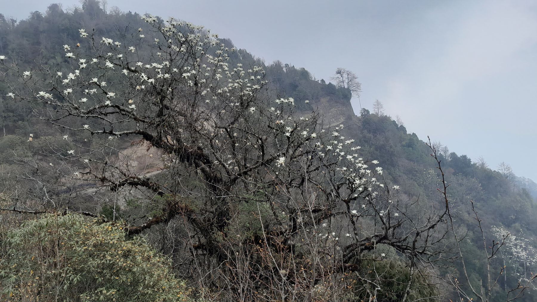 पाथीभरा क्षेत्रमा फूलेको चाँप
