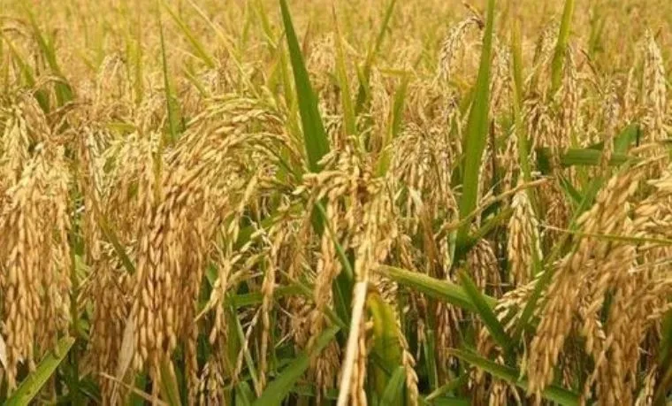 ‘जिउलोमा खेती गर्नुभन्दा पाटनमा यार्सा टिप्न सहज’