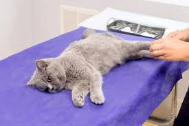 ‘हर्निया’ भएका पशुलाई ‘सर्जरी’ गर्न  सिफारिस