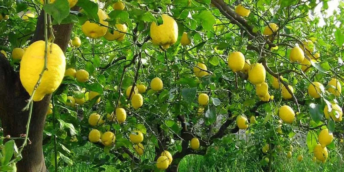 बाँझो जमिनमा फलफूल खेती