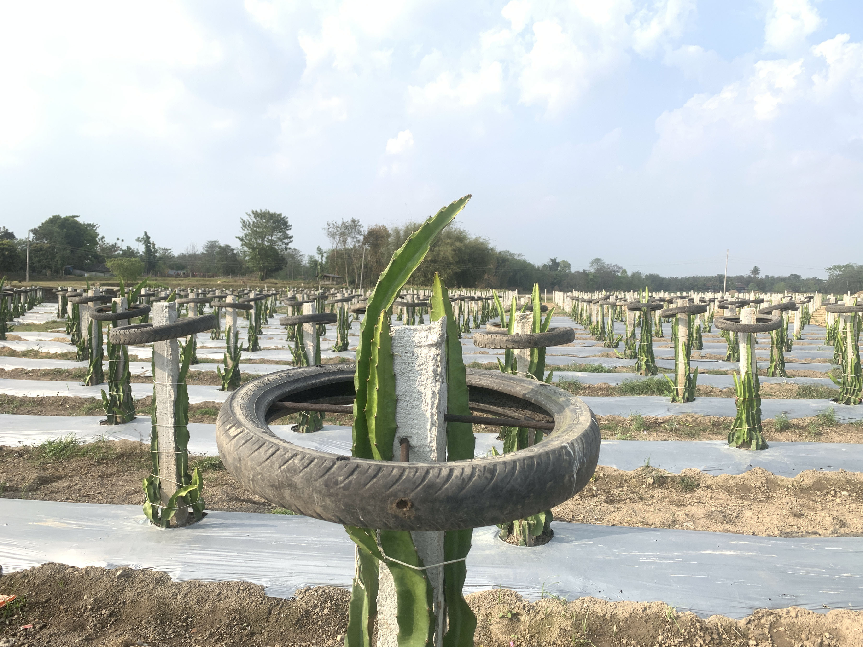 'ड्राईगन फ्रुट' खेती