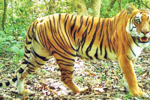 बाघको आक्रमणबाट ज्यान गुमाएको परिवारलाई किरिया खर्च