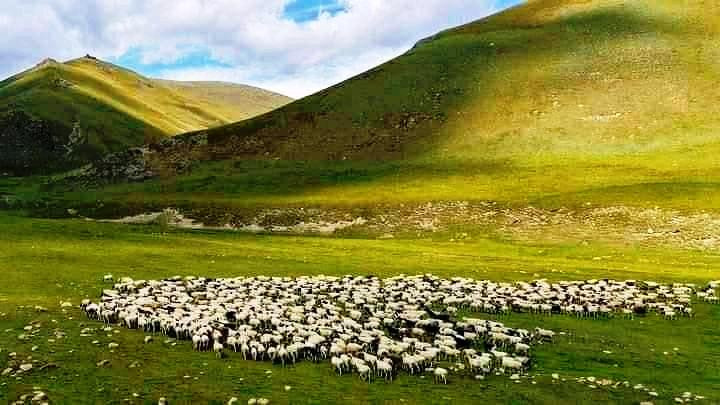 ढोरपाटनमा पाँच वर्षदेखि बँदेलको शिकार हुन सकेन