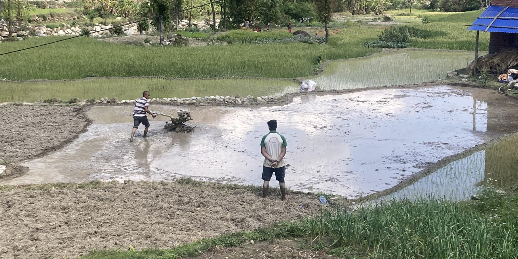 चैते धान रोप्ने चटारो