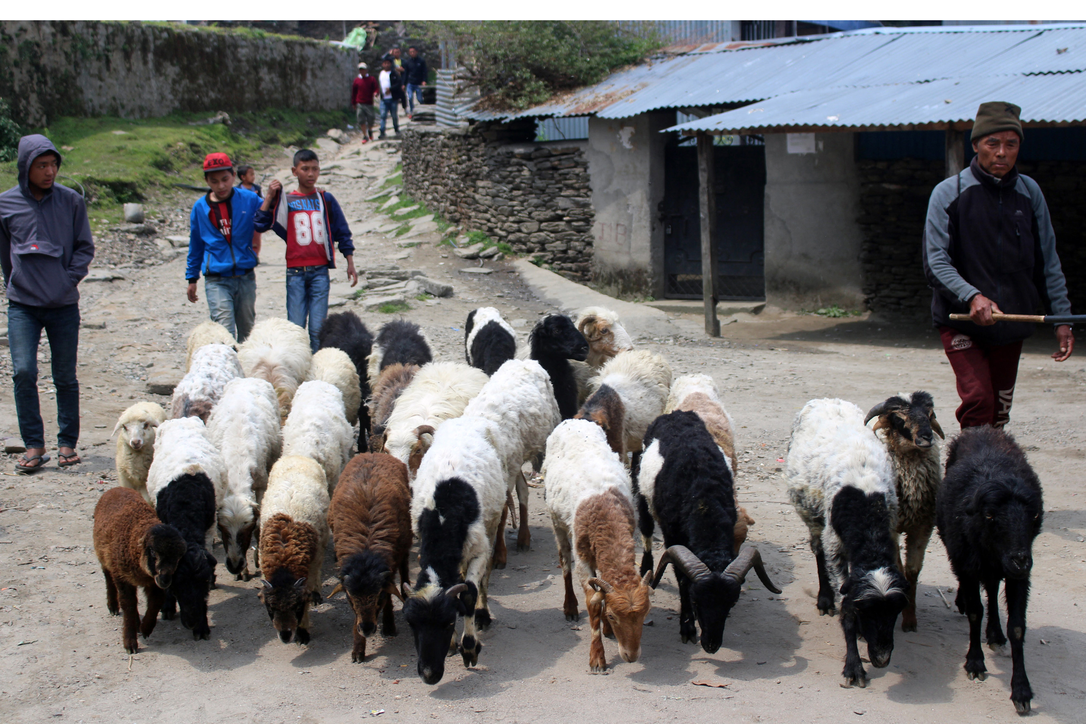 भेडा चराउन लैजाँदै