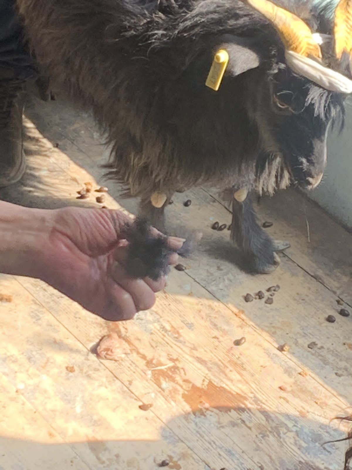 च्याङ्ग्राको भुवाको गुणस्तर अध्ययन