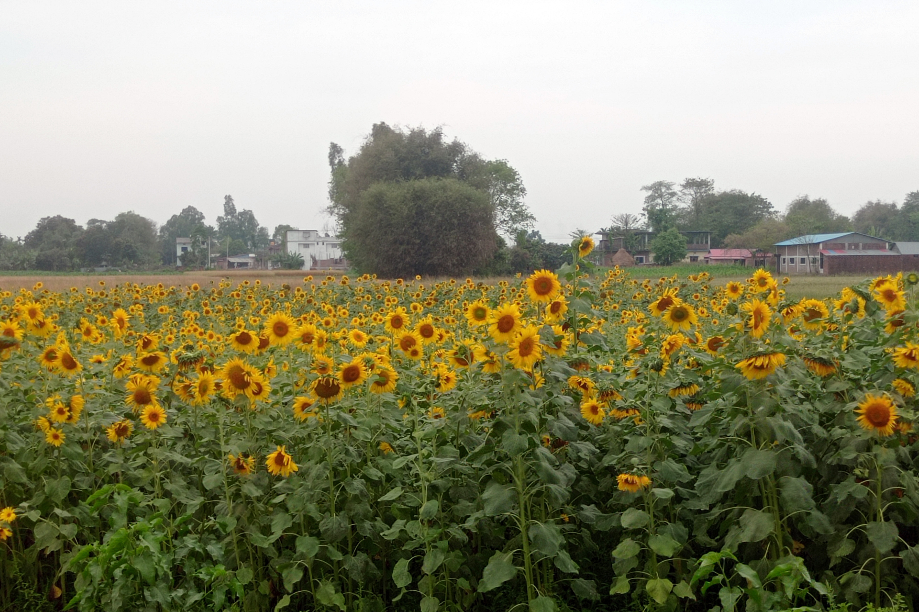 सूर्यमुखी खेती