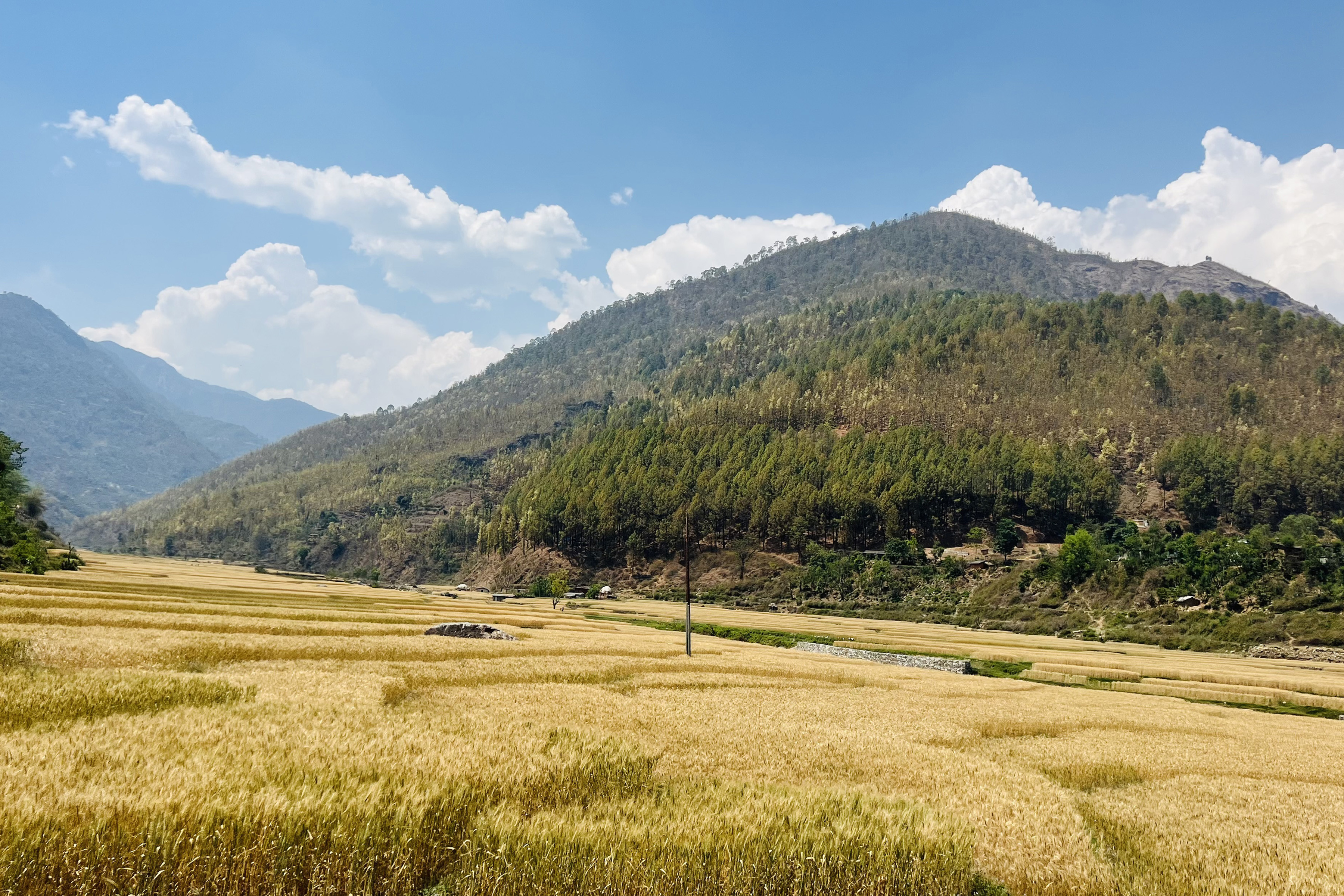 जाजरकोटको भेरी नगरपालिका–१ स्थित होलुमा पाकेको गहुँबाली