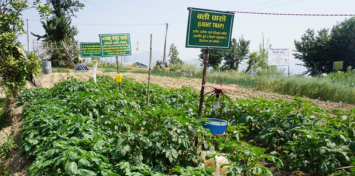 जलवायु अनुकूलित गाउँका किसान व्यवसायिक बन्दै